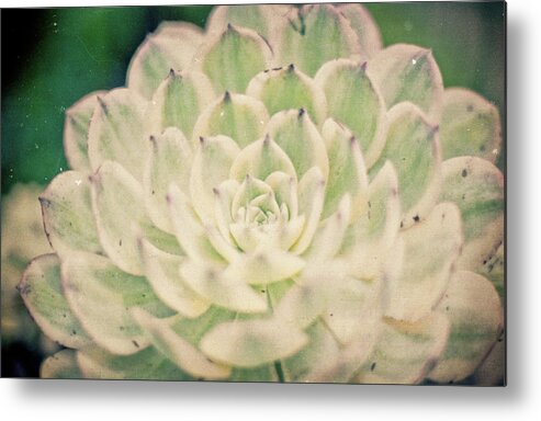 Garden Metal Print featuring the photograph Natural Geometry by Ana V Ramirez