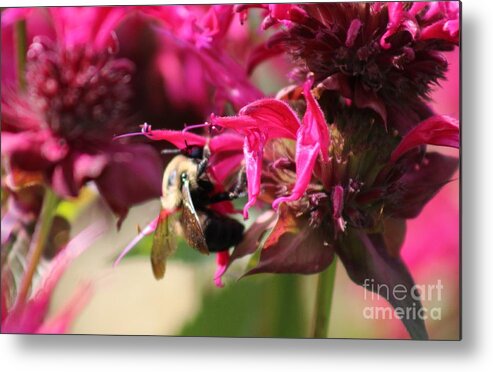 Pink Metal Print featuring the photograph Nature's Beauty 100 by Deena Withycombe