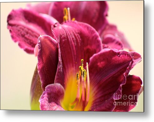 Pink Metal Print featuring the photograph Nature's Beauty 122 by Deena Withycombe
