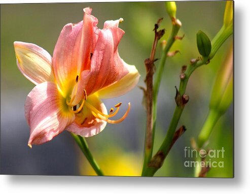 Pink Metal Print featuring the photograph Nature's Beauty 124 by Deena Withycombe