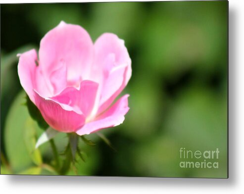 Pink Metal Print featuring the photograph Nature's Beauty 15 by Deena Withycombe