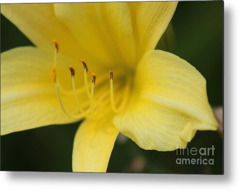 Yellow Metal Print featuring the photograph Nature's Beauty 38 by Deena Withycombe