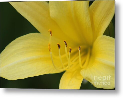 Yellow Metal Print featuring the photograph Nature's Beauty 39 by Deena Withycombe