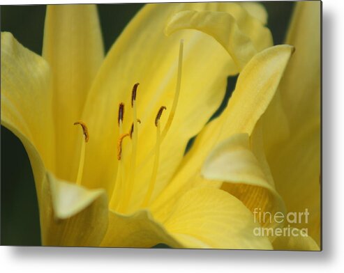 Yellow Metal Print featuring the photograph Nature's Beauty 40 by Deena Withycombe