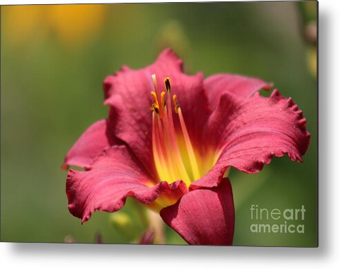 Yellow Metal Print featuring the photograph Nature's Beauty 42 by Deena Withycombe
