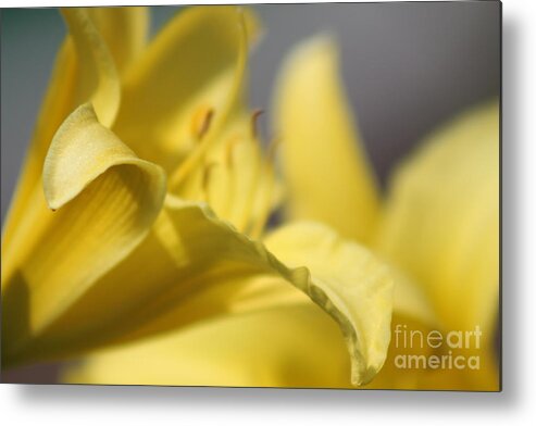 Yellow Metal Print featuring the photograph Nature's Beauty 48 by Deena Withycombe