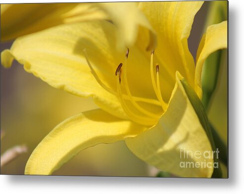 Yellow Metal Print featuring the photograph Nature's Beauty 49 by Deena Withycombe