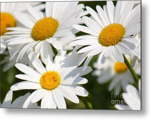 Yellow Metal Print featuring the photograph Nature's Beauty 55 by Deena Withycombe