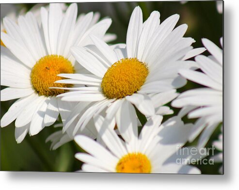 Yellow Metal Print featuring the photograph Nature's Beauty 56 by Deena Withycombe
