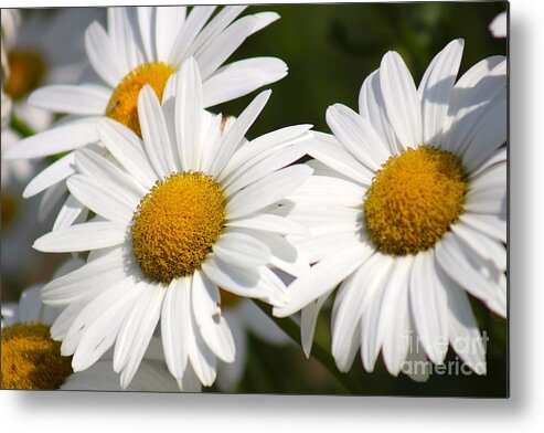 Yellow Metal Print featuring the photograph Nature's Beauty 59 by Deena Withycombe