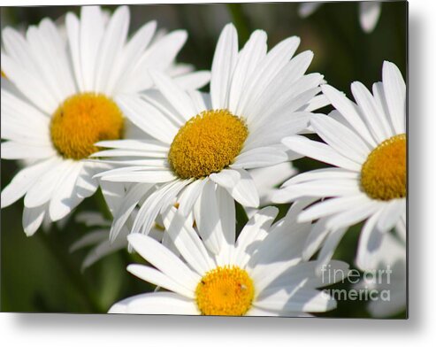 Yellow Metal Print featuring the photograph Nature's Beauty 60 by Deena Withycombe