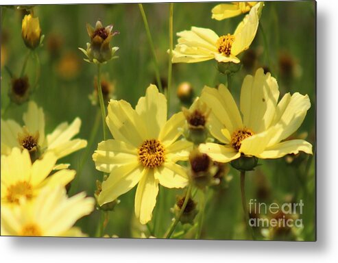 Yellow Metal Print featuring the photograph Nature's Beauty 64 by Deena Withycombe