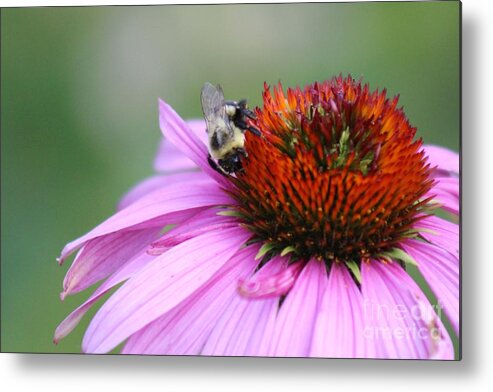 Pink Metal Print featuring the photograph Nature's Beauty 77 by Deena Withycombe