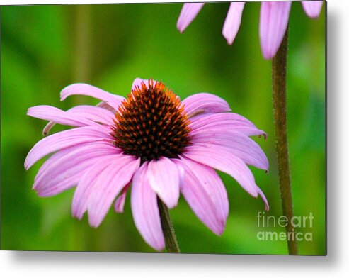Pink Metal Print featuring the photograph Nature's Beauty 86 by Deena Withycombe