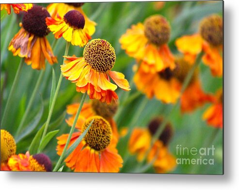 Orange Metal Print featuring the photograph Nature's Beauty 87 by Deena Withycombe