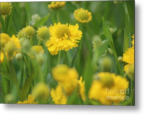 Yellow Metal Print featuring the photograph Nature's Beauty 91 by Deena Withycombe