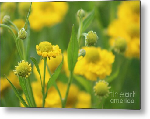 Yellow Metal Print featuring the photograph Nature's Beauty 94 by Deena Withycombe