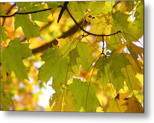 Leaves Metal Print featuring the photograph Natures Glow by Edward Smith