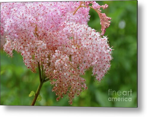 Pink Metal Print featuring the photograph Natures Untouched Beauty by Robyn King