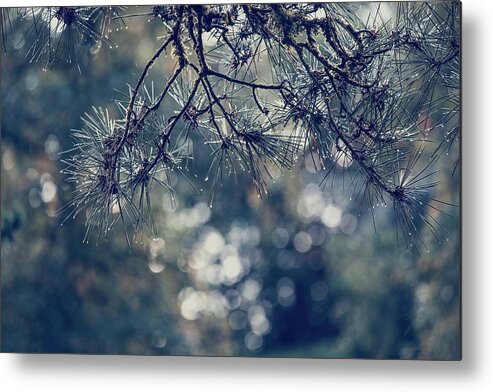 Droplets Metal Print featuring the photograph Needles N Droplets by Gene Garnace