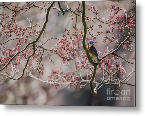 Bluebird Metal Print featuring the photograph Nest Scouting by Judy Wolinsky