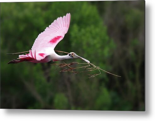 Spoonbill Metal Print featuring the photograph Nestorations. by Evelyn Garcia
