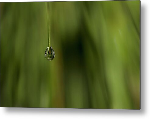 Water Drop Metal Print featuring the photograph Never Let Go by Mike Eingle