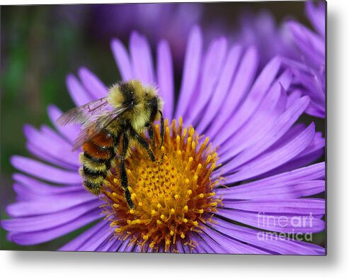Bee Metal Print featuring the photograph New England Aster and Bee by Steve Augustin
