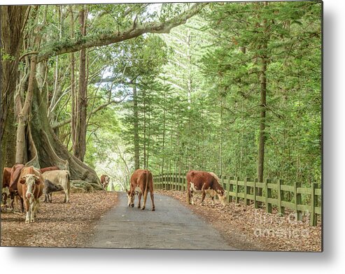 Road Metal Print featuring the photograph New Farm Road by Werner Padarin