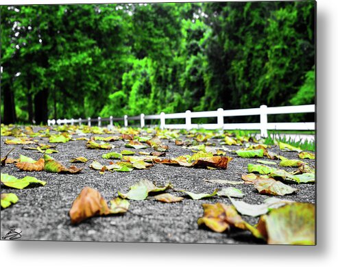 Leaves Metal Print featuring the photograph New Leaves by Bradley Dever