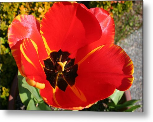 Red Tulips Metal Print featuring the photograph New Spring Beginnings by Mary Gaines