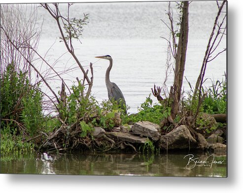  Metal Print featuring the photograph Blue Heron by Brian Jones