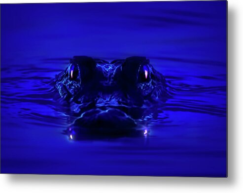 Alligator Metal Print featuring the photograph Night Watcher by Mark Andrew Thomas