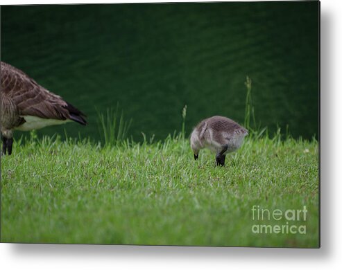 Goose Metal Print featuring the photograph No Matter How Far I Drift Away by Dale Powell
