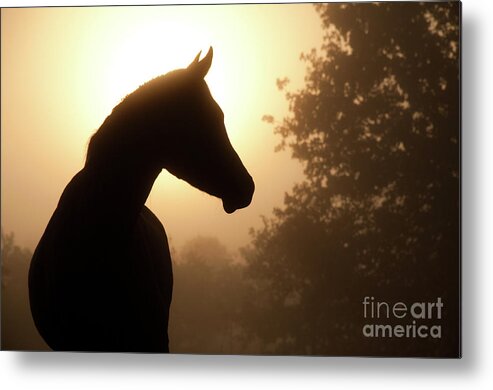 Horse Metal Print featuring the photograph Noble Profile by Sari ONeal