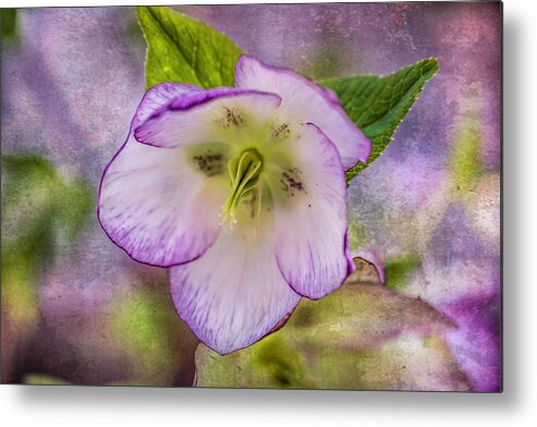 Oriental Hellebore Metal Print featuring the photograph Nodding Her Head by Cynthia Wolfe