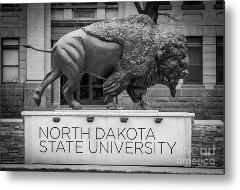 North Dakota State University Metal Print featuring the photograph North Dakota State University Buffalo by University Icons