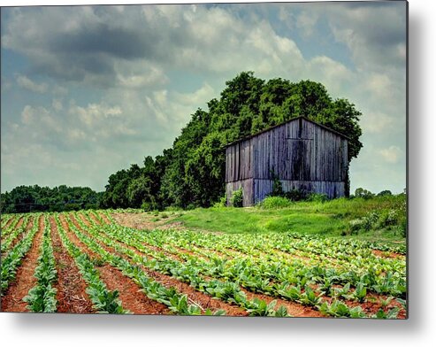 Tobacco Metal Print featuring the photograph 125 - North Drive, Barn in Tobacco Field by Angela Comperry