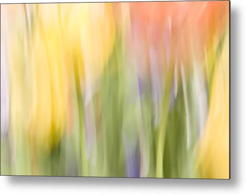 Flowers Metal Print featuring the photograph North Hills Tulips I by Margaret Denny