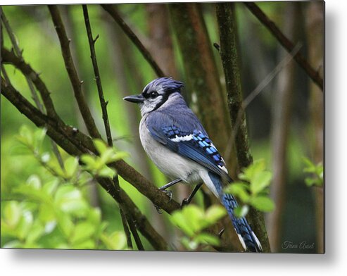 Birds Metal Print featuring the photograph Northern Blue Jay by Trina Ansel