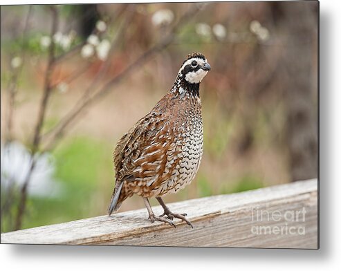Northern Bobwhite Metal Print featuring the photograph Northern Bobwhite by Bonnie Barry