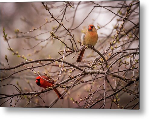 Terry D Photography Metal Print featuring the photograph Northern Cardinal Pair in Spring by Terry DeLuco