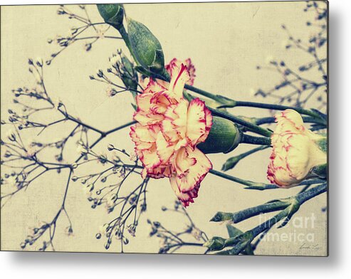 Carnation Metal Print featuring the photograph Nostalgia by Linda Lees