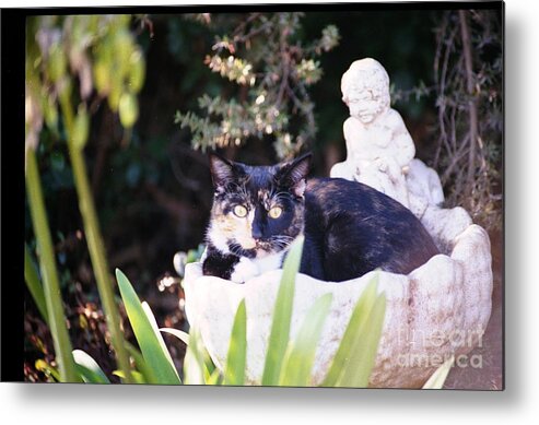 Cat Metal Print featuring the photograph Not Just for the Birds by Cynthia Marcopulos
