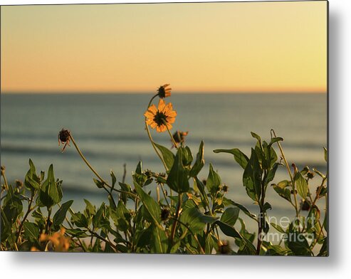 Sunset Metal Print featuring the photograph Nothing Gold Can Stay by Ana V Ramirez