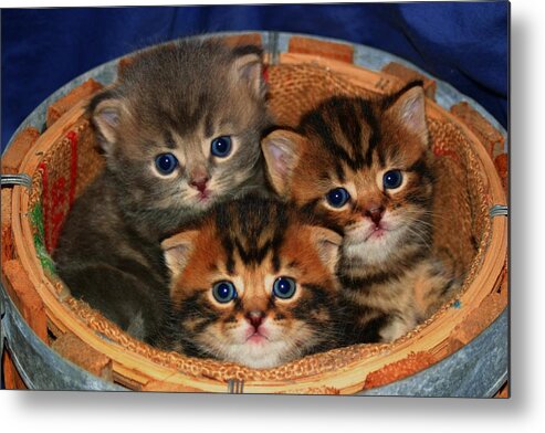 Scottish Fold Metal Print featuring the pyrography November 2006 by Robert Morin