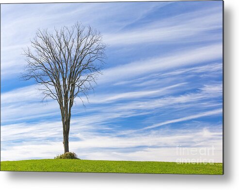 Fall Metal Print featuring the photograph November Elm Tree by Alan L Graham