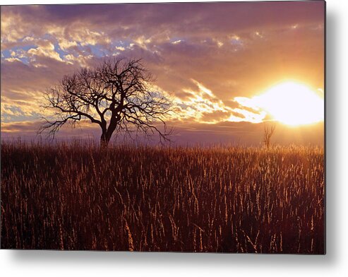 Tree Metal Print featuring the photograph November Sunset by Christopher McKenzie