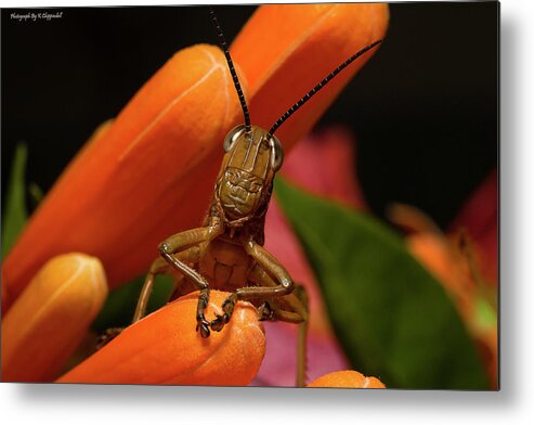 Grasshoppers Metal Print featuring the photograph Now Lets Pray 666. by Kevin Chippindall