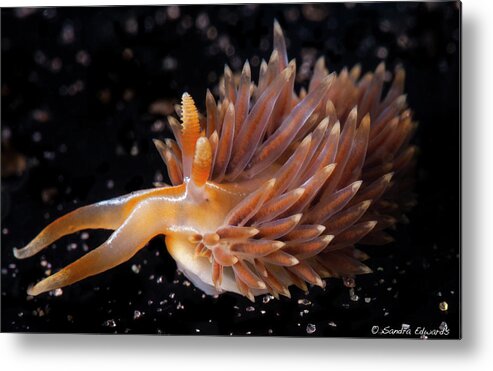 Phidiana Metal Print featuring the photograph Nudibranch With The Stars by Sandra Edwards